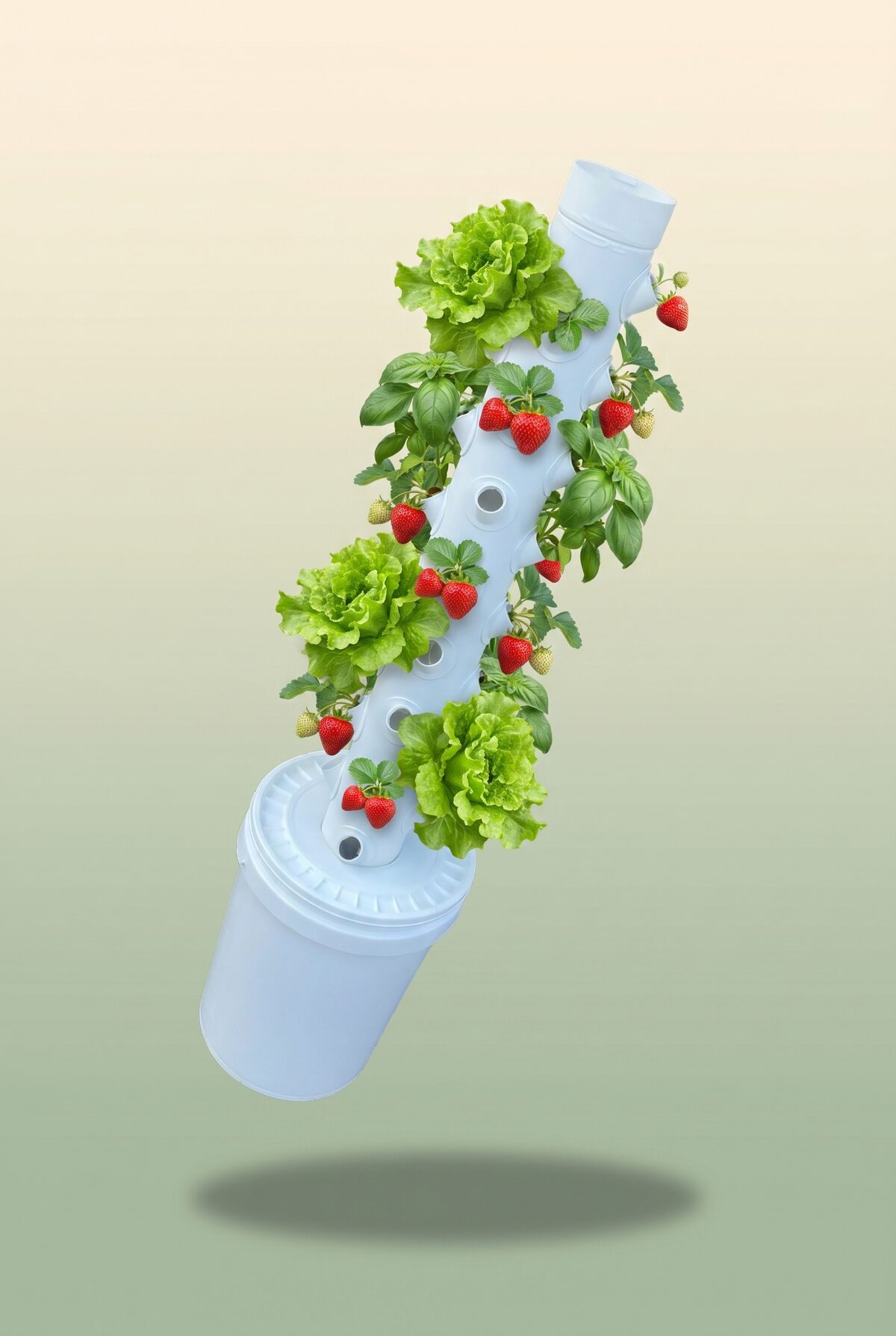 Hydroponic grow progress from seedling to harvest
